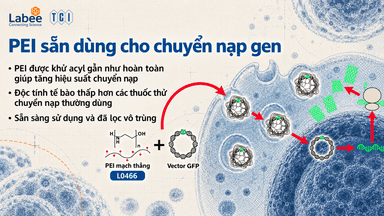 Dung dịch PEI sẵn sàng sử dụng cho chuyển nạp gen (Ready-to-Use PEI Solution for Gene Transfection) - TCI