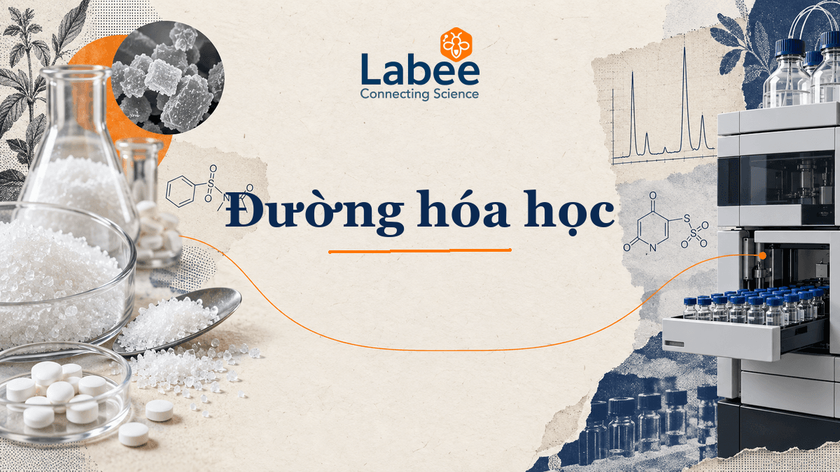 Mô hình cấu trúc phân tử của Aspartame và Sucralose liên kết với thụ thể vị giác T1R2/T1R3
