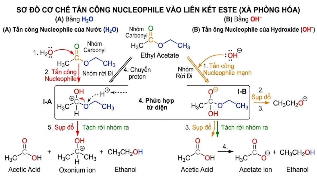 Sơ đồ cơ chế tấn công nucleophile của phân tử H2O/OH- vào liên kết este