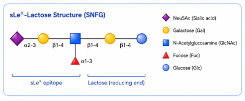 SLex-Lactose Structure