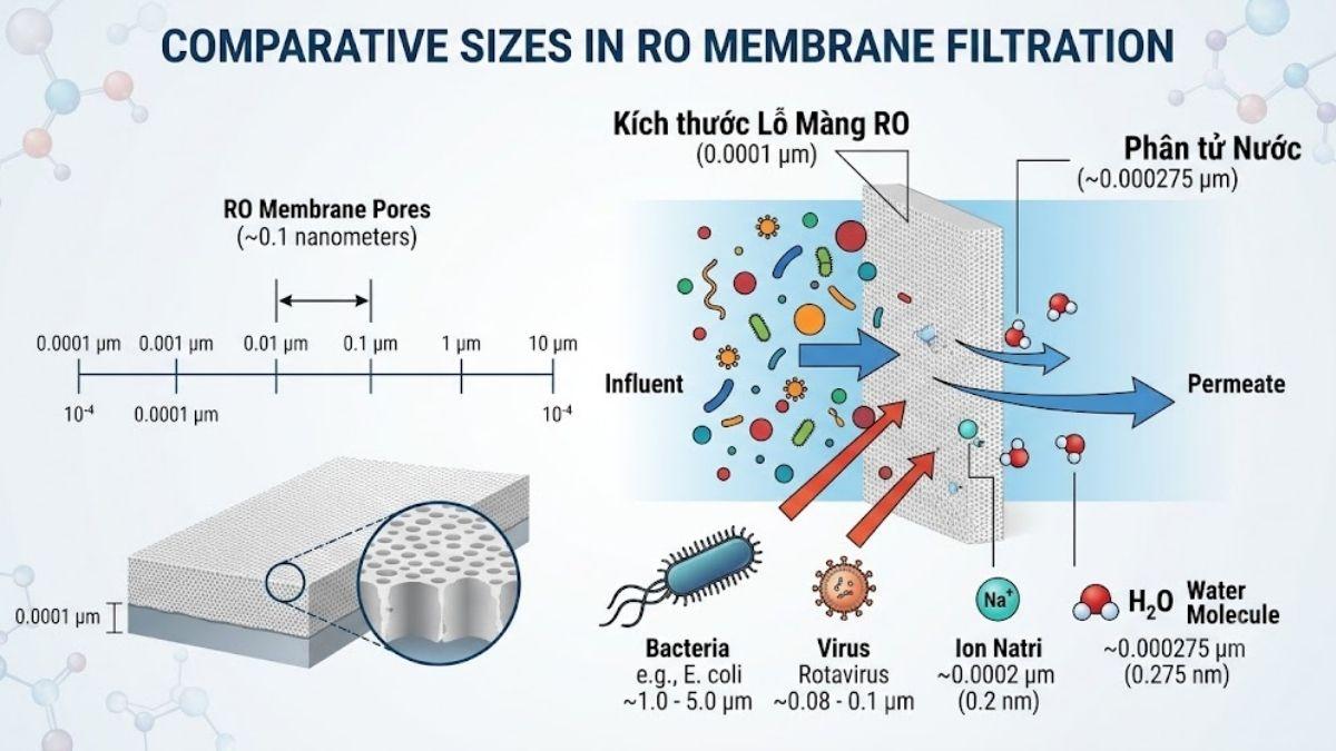 Sơ đồ hiển thị kích thước lỗ lọc của màng RO so với kích thước của phân tử nước, ion natri, vi khuẩn và virus