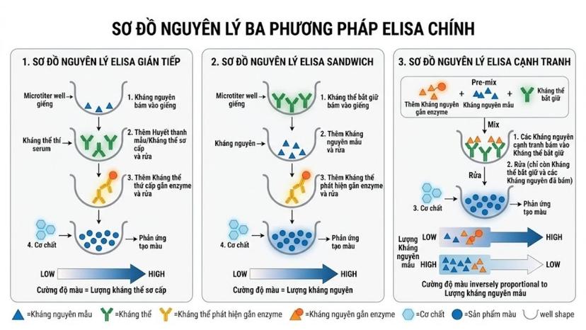 Sơ đồ nguyên lý 3 phương pháp ELISA: Gián tiếp, Sandwich và Cạnh tranh