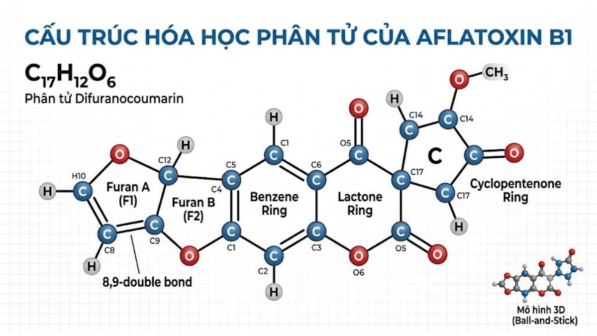 Cấu trúc hóa học phân tử difuranocoumarin của Aflatoxin B1