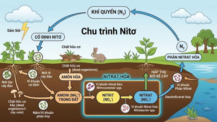 Sơ đồ chu trình nitơ trong tự nhiên thể hiện quá trình nitrat hóa từ amoni thành nitrit và nitrat