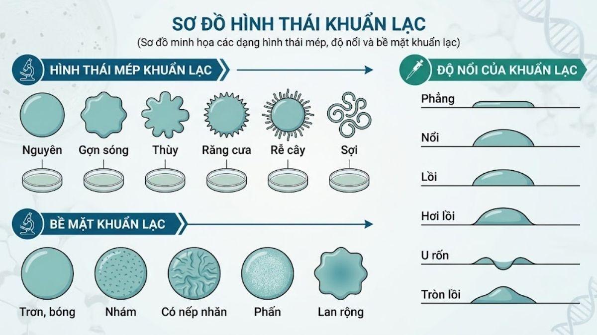 Sơ đồ minh họa các dạng hình thái mép, độ nổi và bề mặt khuẩn lạc