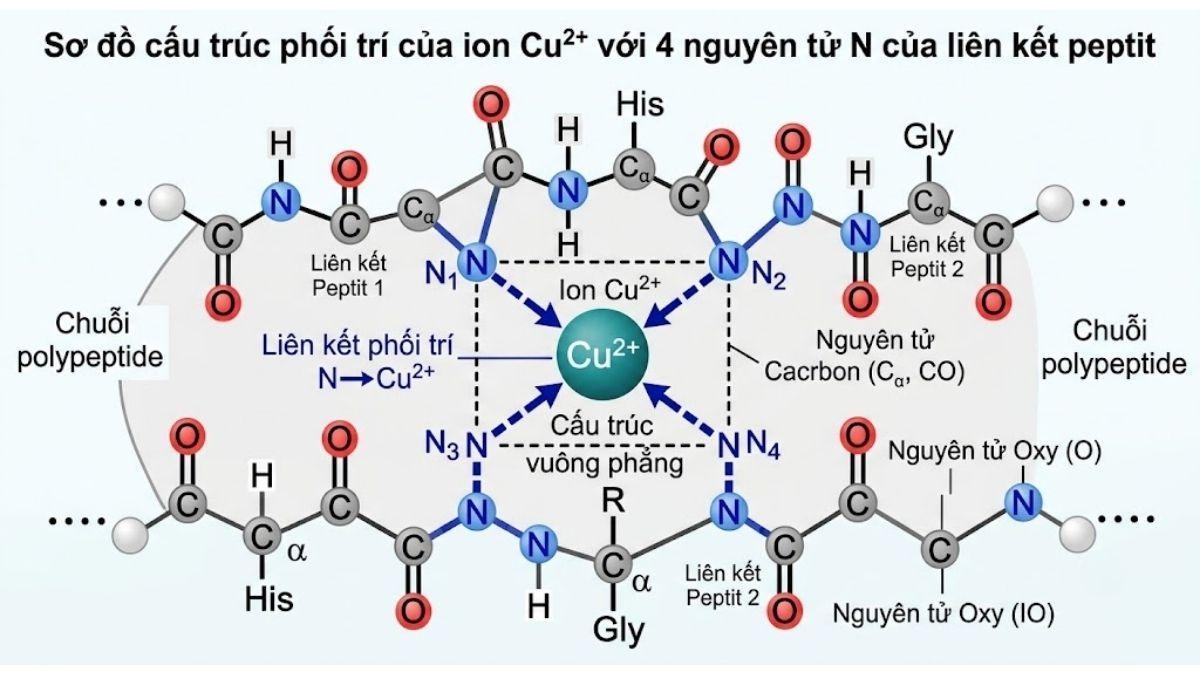 Sơ đồ cơ chế hóa học mô tả cấu trúc phối trí của ion Cu2+ với 4 nguyên tử Nitơ của liên kết peptit