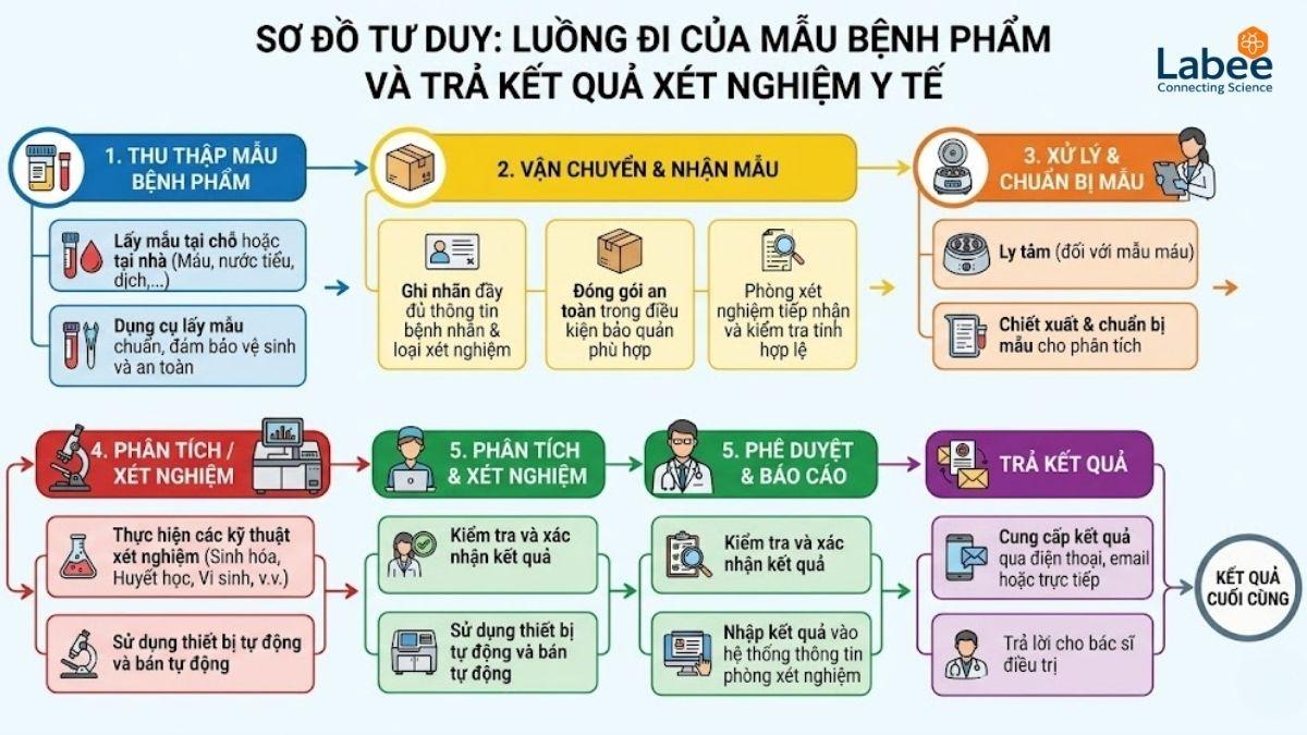Sơ đồ tư duy (flowchart) minh họa luồng đi của mẫu bệnh phẩm từ lúc thu thập đến khi ra kết quả cuối cùng