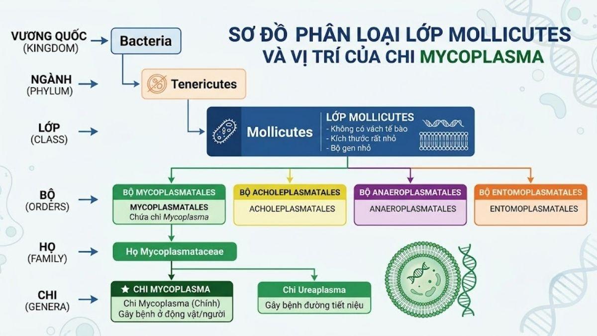 Sơ đồ phân loại lớp Mollicutes và vị trí của chi Mycoplasma