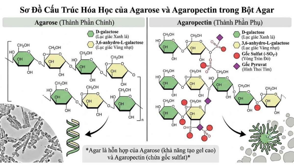 Sơ đồ cấu trúc hóa học của Agarose và Agaropectin trong bột Agar