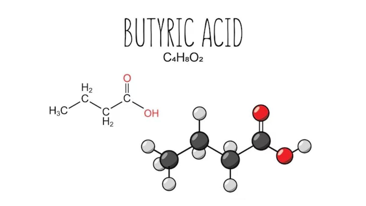 Mô hình cấu trúc hóa học 3D của phân tử Axit Butyric CH3-CH2-CH2-COOH