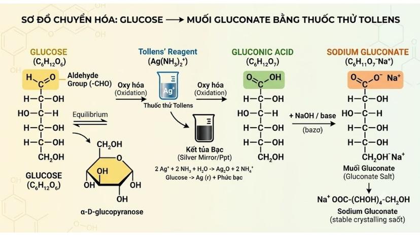 Sơ đồ chuyển hóa hóa học từ phân tử glucose sang muối gluconate bằng thuốc thử Tollens