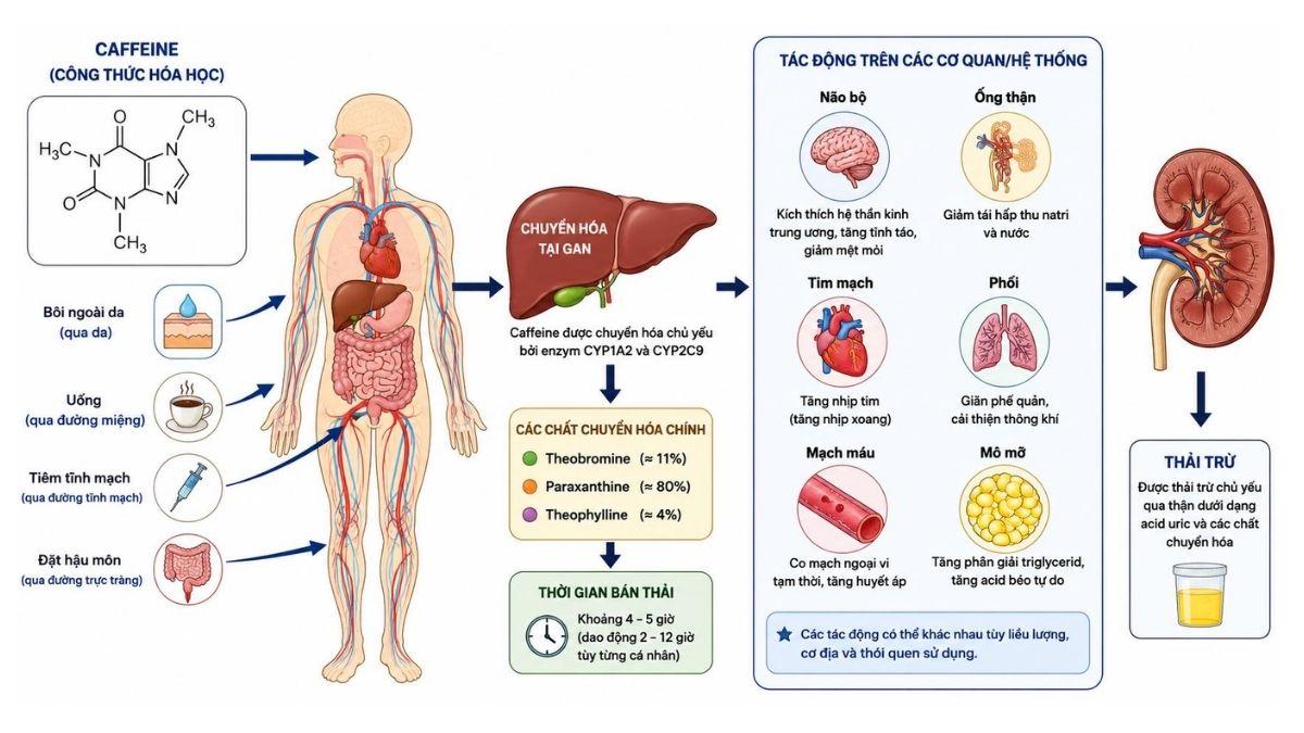 Mô phỏng cơ chế cạnh tranh của Caffeine tại thụ thể Adenosine A2A trên màng tế bào thần kinh