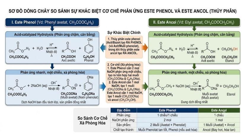 Sơ đồ dòng chảy so sánh sự khác biệt cơ chế phản ứng este phenol và este ancol