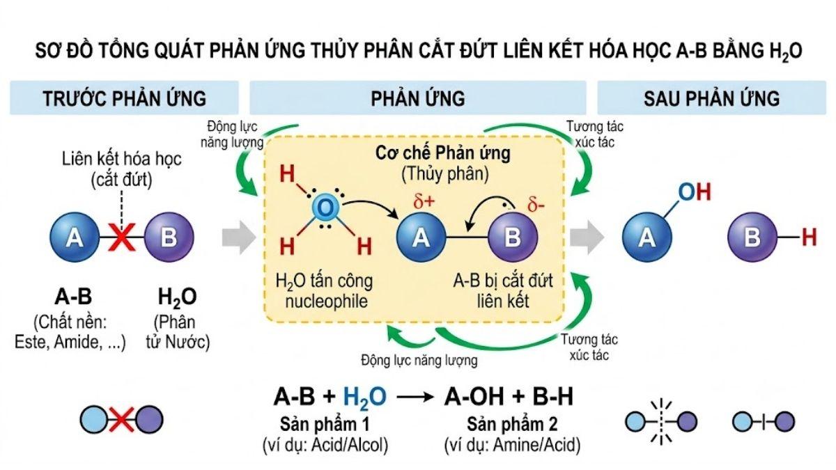 Sơ đồ tổng quát phản ứng thủy phân cắt đứt liên kết hóa học AB bằng phân tử H2O