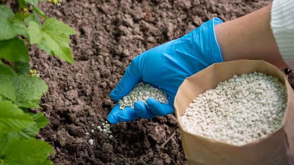Tổng quan các loại phân bón hóa học dạng hạt và tinh thể dùng trong nông nghiệp