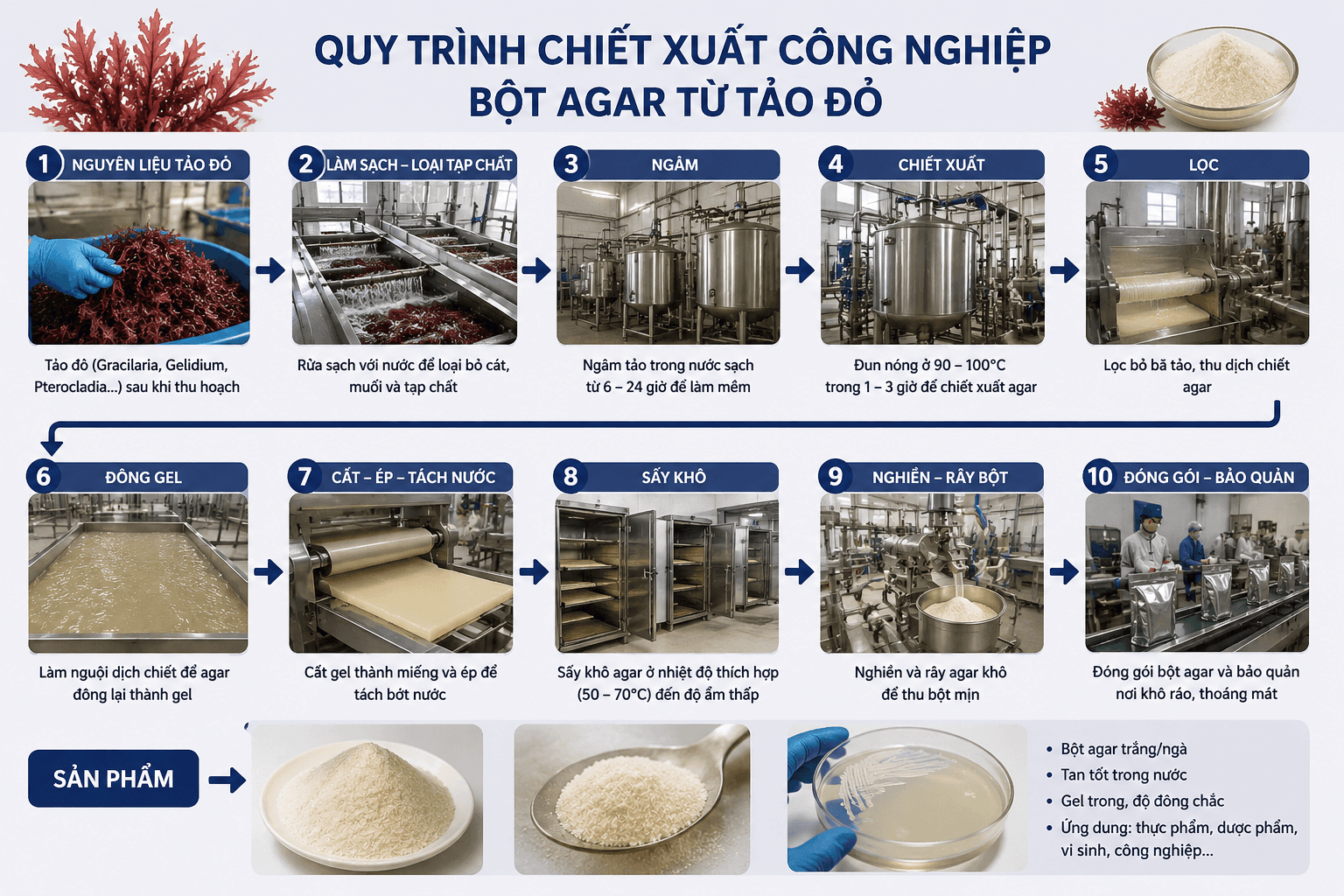 Quy trình chiết xuất công nghiệp bột Agar từ tảo đỏ