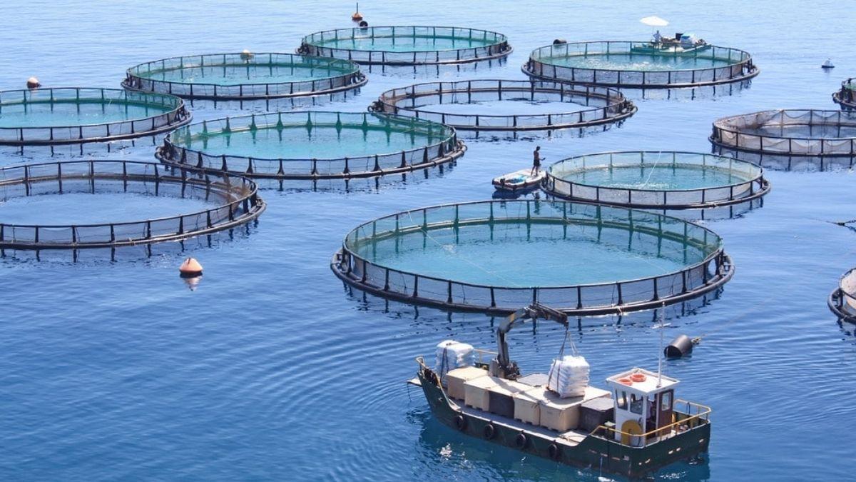 Ứng dụng đa dạng của Zeolite trong quy mô sản xuất công nghiệp