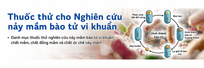 Hợp chất kích thích và ức chế nảy mầm bào tử vi khuẩn
