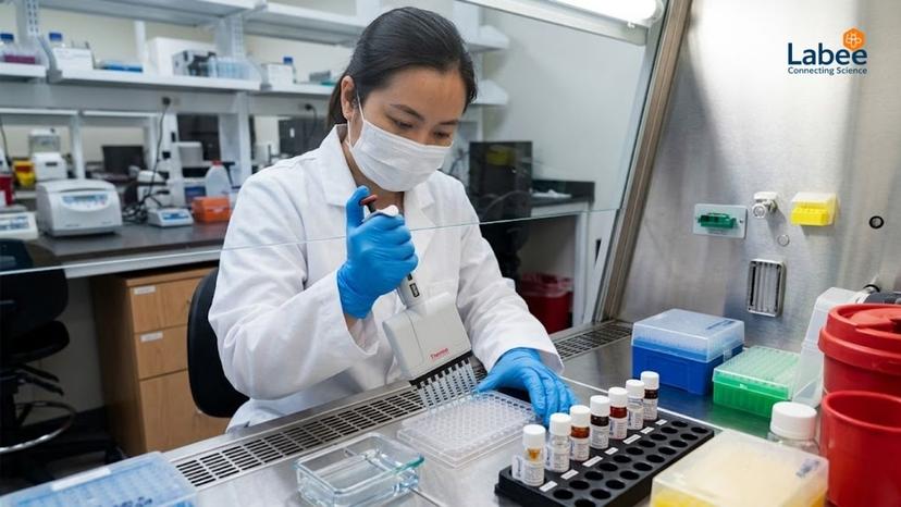 Kỹ sư hóa học đang cẩn thận dùng pipet đa kênh pha loãng dung dịch chất chuẩn SynZeal bên trong tủ hút khí độc an toàn sinh học.