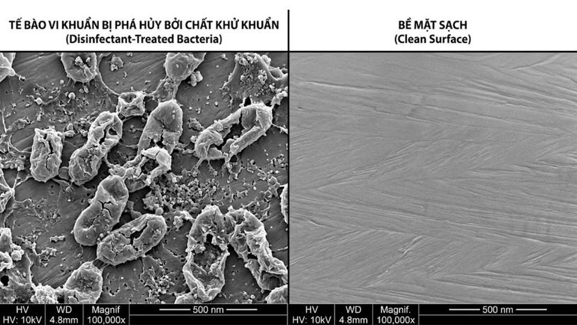 So sánh vi mô giữa tế bào vi khuẩn bị phá hủy bởi chất khử khuẩn và bề mặt sạch